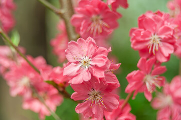 Fototapeta premium Captivating image of Sakura flowers and budding spring branches. Dark pink to red hues paint a vivid picture of the blooming season, celebrating the beauty of cherry blossoms in full bloom.