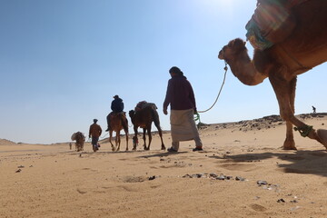 Camel Caravan with men trekking and hiking through the western desert in Egypt n Bahariya oasis