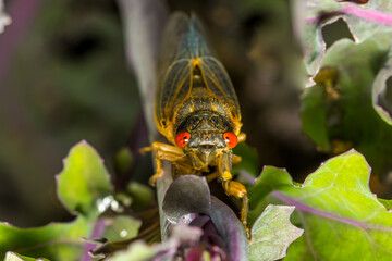 Periodical Cicada
