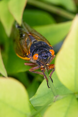 Periodical Cicada