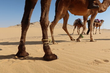 Camel Caravan with men trekking and hiking through the western desert in Egypt n Bahariya oasis