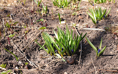 Delicate first muscari flowers in the spring garden.Abstract floral background,banner.The concept of the arrival of spring,floral card,template for design
