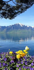 yellow flowers on Lake Geneva with a view of the snow-capped peaks in spring, enjoy the silence