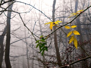 smoke and shadow, Autumn leaves and fall foliage in the fog in the forest