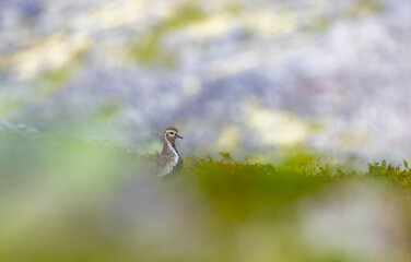 Bird in mountain 