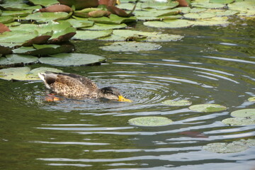 Stockente in einem Teich mit Seerosen
