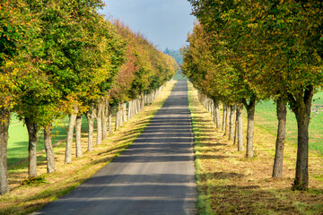 Obraz premium Forest Road