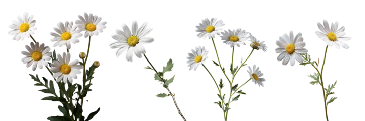 Foto op Canvas Collection of daisy flower branches isolated on transparent or white background © Luckygraphics
