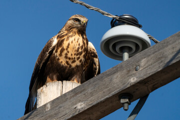 Rough Legged Hawk