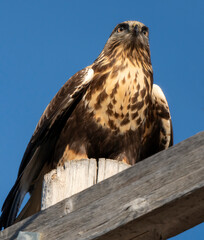 Rough Legged Hawk