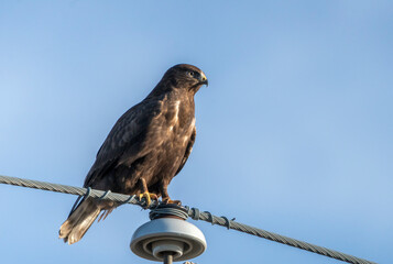 Rough Legged Hawk