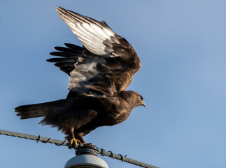 Rough Legged Hawk