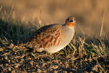 Close Up Partridge