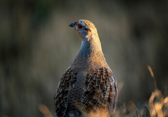 Close Up Partridge
