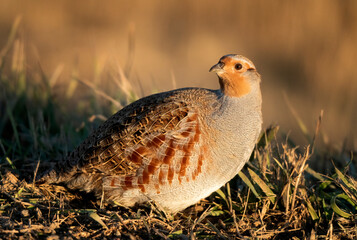 Close Up Partridge
