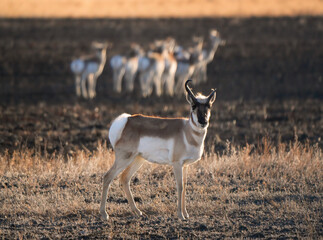 Pronghorn Antelope Saskatchewan