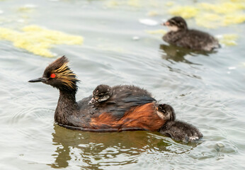 Eared Grebe Canada