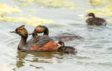 Eared Grebe Canada