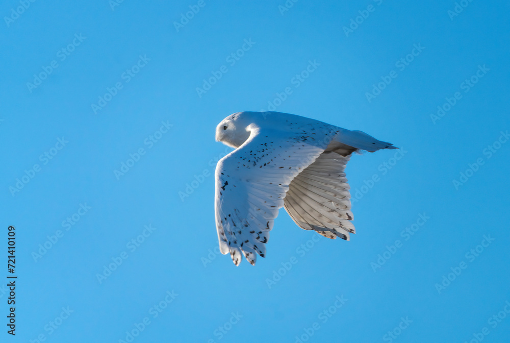 Sticker Snowy Owl Winter