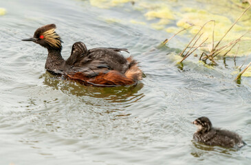Eared Grebe Canada