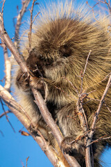 Porcupine Close Up