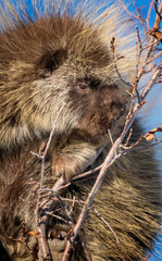 Porcupine Close Up