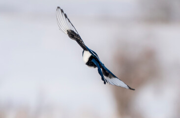 Magpie in Flight
