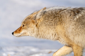 Prairie Coyote Canada