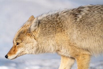 Fototapeta premium Prairie Coyote Canada