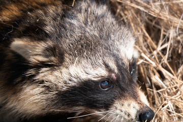 Close Up Racoon