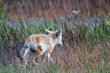 Naklejka na ściany i meble Fox Hunting Canada
