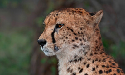 Portrait of an adult cheetah.