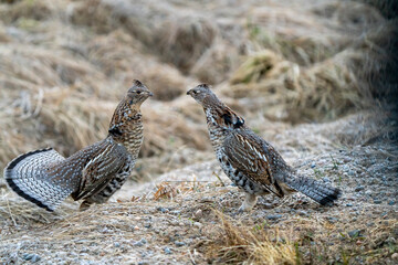 Ruffed Grouse Saskatchewan