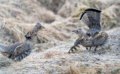 Ruffed Grouse Saskatchewan