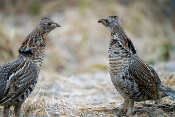 Ruffed Grouse Saskatchewan
