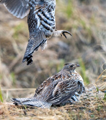 Ruffed Grouse Saskatchewan