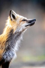 Fox Hunting Canada