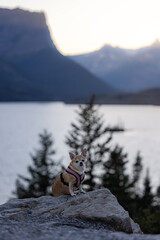Chihuahua enjoying the view in Glacier National Park