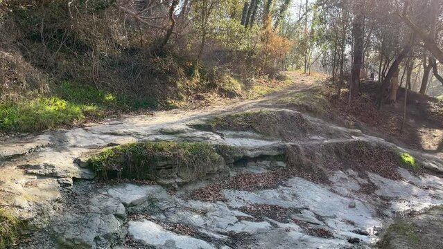 bosque en enero