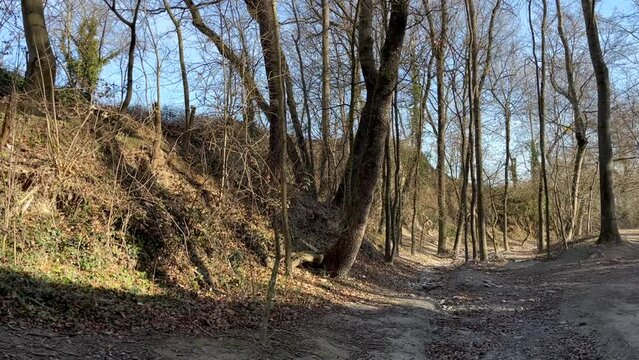 paisaje de un bosque en invierno