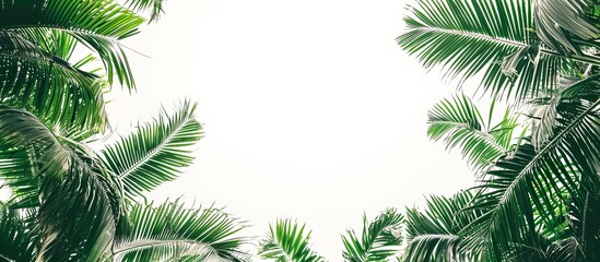 Fototapeta na wymiar Serene Tropical Green Palm Trees on a White Background: A Captivating Image of Lush Tropical Green Palm Trees Against a Stunning White Background