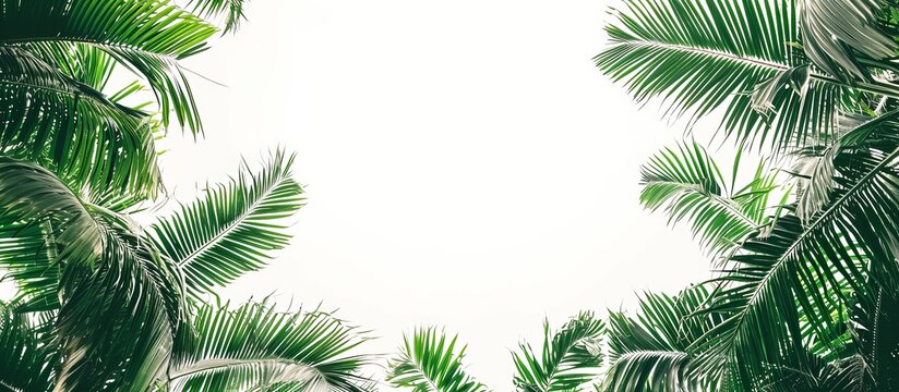 Serene Tropical Green Palm Trees on a White Background: A Captivating Image of Lush Tropical Green Palm Trees Against a Stunning White Background