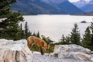 Red fox with St Mary lake in the background