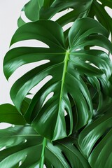 close up of a monstera in a white room, natural lighting