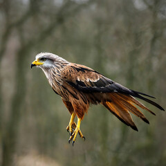 Obraz premium Red Kite (Milvus milvus) in flight in the forest
