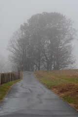 Motionless Winter Trees Enveloped in the Silent Early Morning Fog