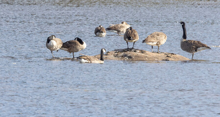 The Canada goose (Branta canadensis), sometimes called Canadian goose,is a large wild goose with a...