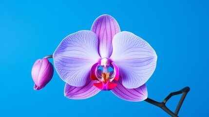 A blue background with orchid flowers.