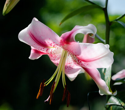 lilium rose Anastasia (jardin du ruisseau de l'&eacute;glise 2023)