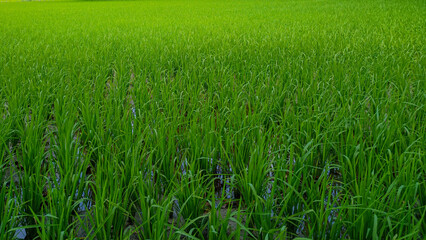 Photos of young paddy plants that are green in Indian rice fields and have not grained. Concept for agriculture, urban farming, food security, stability, World FAO United Stations Organization.
